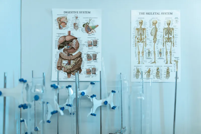 Uw lever en uw medicijnen: zo voorkomt u stille schade aan uw belangrijkste ontgiftingsorgaan